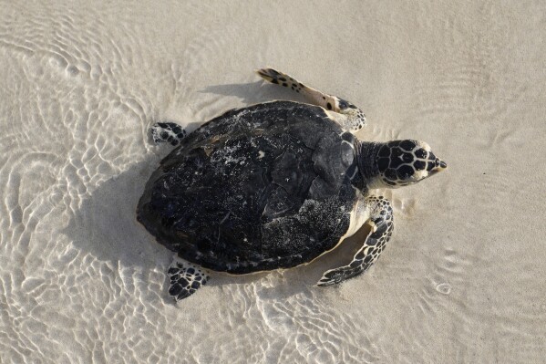 A sea turtle swims into the water during a sea turtle release program on Saadiyat Island in Abu Dhabi, United Arab Emirates, Tuesday, June 6, 2023. With sea turtles around the world becoming more vulnerable due to climate change, the United Arab Emirates is committed to protecting the creatures.  (AP Photo/Kamran Jebrelli)