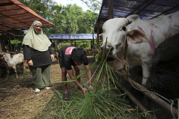 Nina Herlina, left, watches as a worker feed cows she sells ahead of the Eid al-Adha festival, at her livestock stall in Jakarta, Indonesia, Monday, June 2, 2025. (AP Photo/Achmad Ibrahim)