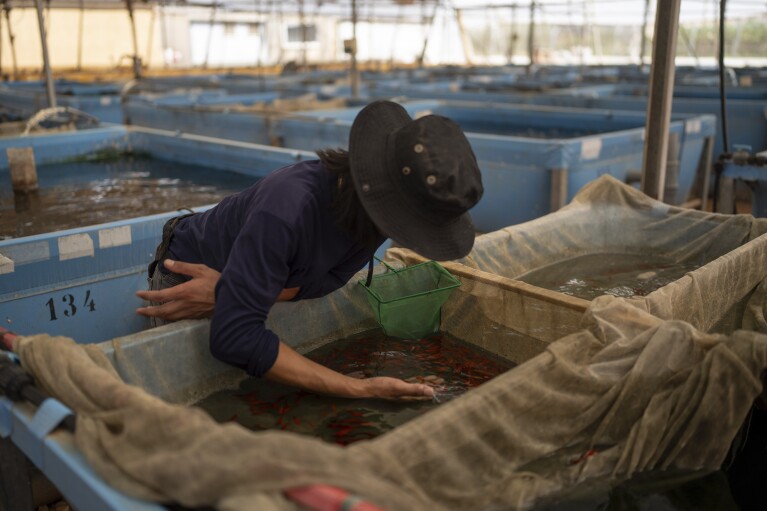 A worker at a fish farm inspects fish in the Jewish settlement of Ro'i in the northern Jordan Valley, West Bank, Friday, August 11, 2023. In the occupied West Bank, where Israeli water pipes don’t reach, Palestinians say they can't get enough water to irrigate their farms. By comparison, the neighboring Jewish settlements look like an oasis with swimming pools. (AP Photo/Ohad Zwigenberg)