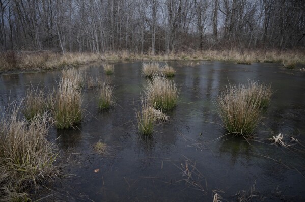 Water sits in a restored wetland at Cornwall Preserve, Saturday, March 22, 2025, in Pultneyville, N.Y. (AP Photo/Maryel Pryce)
