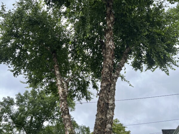 Is Tree Sap Flammable? Expert Insights on Its Fire Hazard