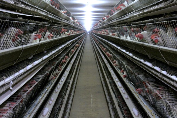 FILE - In this Sept. 28, 2007, file photo, chickens appear at a chicken house near Livingston, Calif. Sweden’s largest egg producer which had nearly 1.2 million birds corresponds to 20% of all laying hens in the Scandinavian country before a salmonella outbreak, has been ordered to euthanize the poultry so the stables can be cleaned. The Swedish Board of Agriculture has given up attempts to clean the plant of CA Cedergren which has had recurring salmonella outbreaks in its stables in the past year, Sweden’s main farming news outlet said Wednesday, Nov. 8, 2023. (AP Photo/Rich Pedroncelli, File)