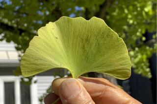 This undated photo shows a ginkgo leaf in New Paltz, NY. In addition to their fan shape, leaves of ginkgo trees have a unique venation pattern indicating its origin of this genus millions of years ago. (Lee Reich via AP)