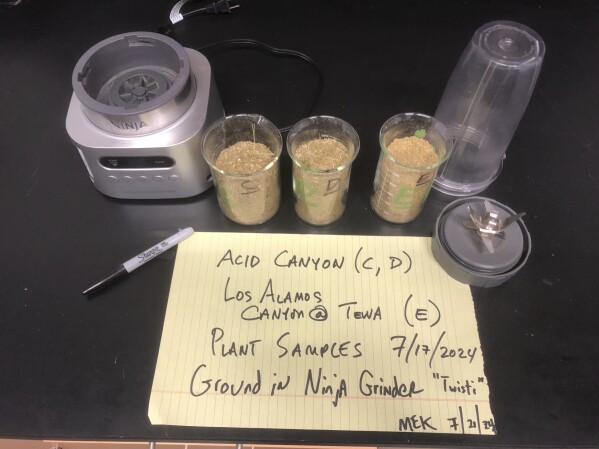 This July 21, 2024, image provided by Michael Ketterer shows vegetation from Acid Canyon and lower Los Alamos Canyon near Los Alamos, N.M., after being milled as part of a sampling project. (Michael Ketterer via AP)