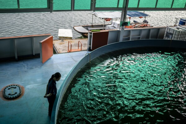 A worker looks over a tank growing fish at the Eco-Ark floating fish farm in Singapore, Tuesday, July 18, 2023. The "closed-container" aquaculture farm designed by Leow BanTat can produce 400 tons of Asian seabass and fourfinger threadfin a year. (AP Photo/David Goldman)