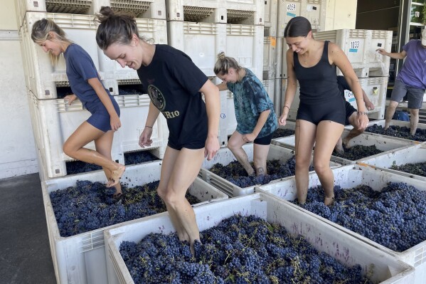 Interns at Pax Wines in Sebastopol, Calif., stomp organic grapes with their bare feet in large vats, pulling out the juice to start the fermentation process on Sept. 8, 2023. More wineries and wine bars dedicated exclusively to natural wine are opening in the U.S., with a focus on a back-to-basics approach, avoiding additives, pesticides and other manipulative techniques. (AP Photo/Haven Daley)