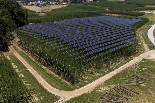 Solar panels are mounted poles above a hops field near Au in der Hallertau, Germany, Wednesday, July 19, 2023. Solar panels atop crops has been gaining traction in recent years as incentives and demand for clean energy skyrocket. (AP Photo/Matthias Schrader)