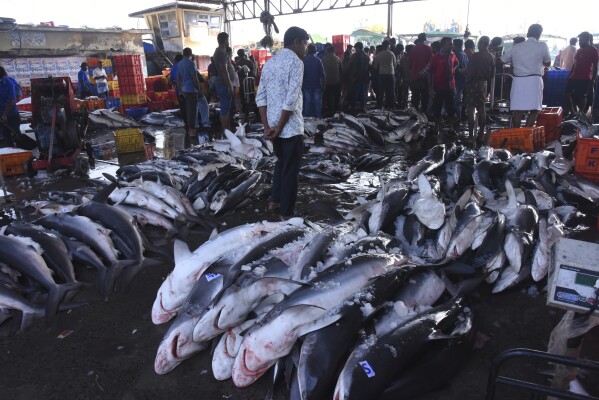 FILE - Different kinds of shark and fish are displayed for sale on March 3, 2023, in Kochi, Kerala state, India. This year’s marine heat waves and spiking ocean temperatures foretell big changes in the future for some of the largest fish in the sea, such as sharks, tunas and swordfish. (AP Photo/Satheesh AS, File)