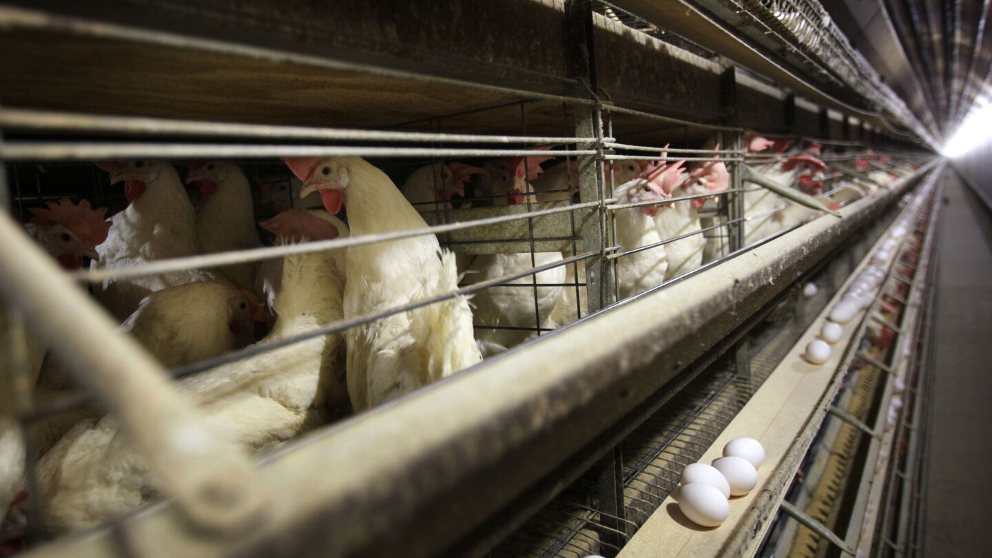 U.S. egg producers conspired to fix prices from 2004 to 2008, a feder...
