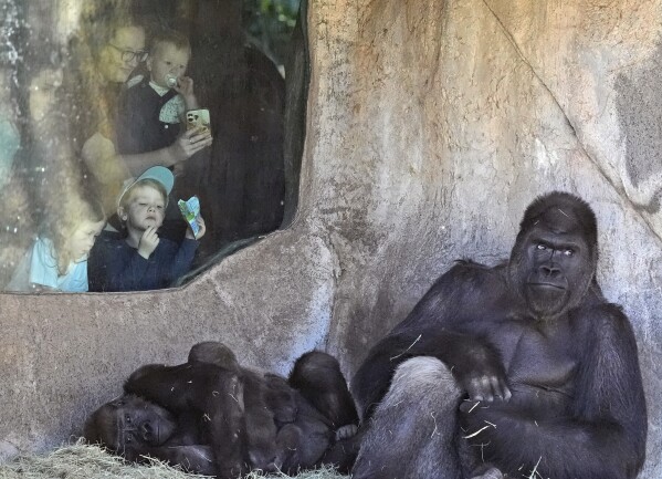 A gorilla family is observed by people visiting the Fort Worth Zoo in Fort Worth, Texas, Friday, Feb. 23, 2024. Researchers will be standing by to observe how animals’ routines at the zoo are disrupted when skies dim on April 8. They previously detected other strange animal behaviors in 2017 at a South Carolina zoo that was in the path of total darkness. (AP Photo/LM Otero)
