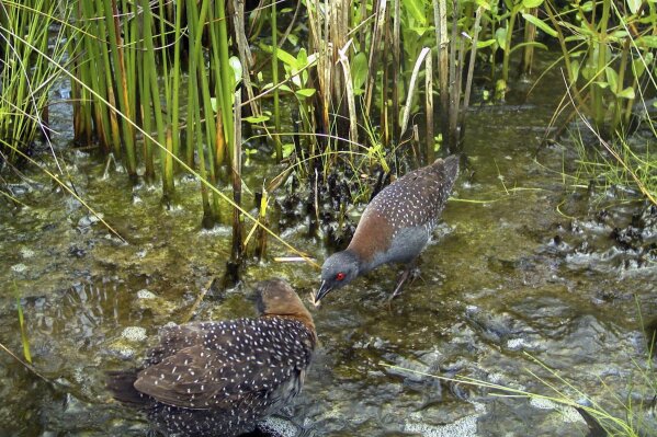 In this June 2017 photo taken in the ACE Basin region of South Carolina and provided by the South Carolina Department of Natural Resources, a male black rail offers an insect to a female as part of their courtship behaviors. The U.S. Fish and Wildlife Service declared the Eastern black rail a threatened species on Wednesday, Oct. 7, 2020, but stopped short of the stronger protections some environmentalists were seeking for the elusive bird now imperiled by habitat destruction, sea level rise, and the increasing frequency and intensity of storms with climate change.  (Christy Hand/South Carolina Department of Natural Resources via AP)