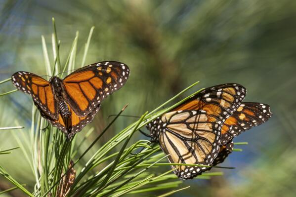 Butterflies land on branches at Monarch Grove Sanctuary in Pacific Grove, Calif., Wednesday, Nov. 10, 2021. The number of Western monarch butterflies wintering along California's central coast is bouncing back after the population reached an all-time low last year. (AP Photo/Nic Coury)