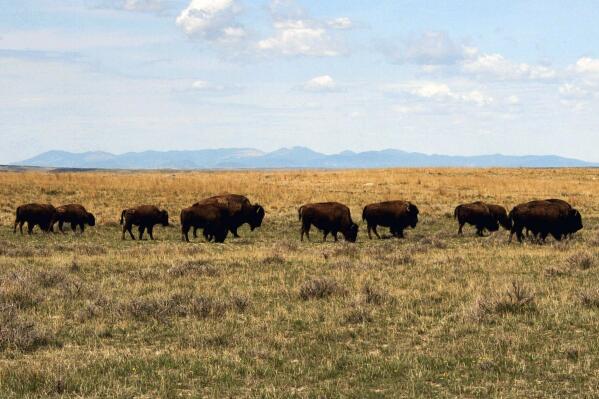 FILE - In this April 25, 2012, file photo, a herd of bison move through land controlled by the American Prairie Reserve south of Malta, Mont. U.S. officials on Wednesday, March 30, 2022, announced approved of the reserve's proposal to expand bison grazing on public lands in north-central Montana. (AP Photo/Matt Brown, File)