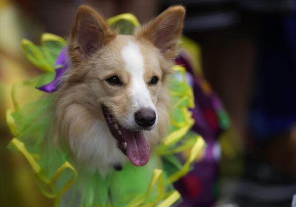 National Dog é o grande campeão do Festival do Xis de Santa Maria