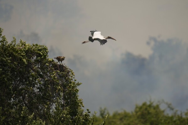 A hawk perches on a nest as another bird flies by, in an area consumed by wildfires near the Transpantaneira, also known as MT-060, a road that crosses the Pantanal wetlands, near Pocone, Mato Grosso state, Brazil, Thursday, Nov. 16, 2023. (AP Photo/Andre Penner)