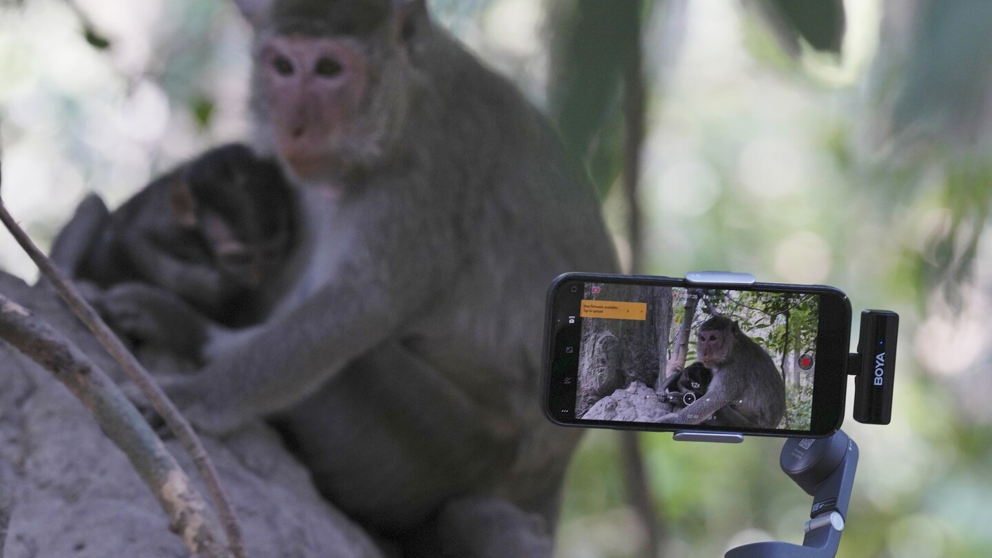 Жестокост за кликвания: Камбоджа разследва злоупотребата с маймуни от YouTubers в обекта на ЮНЕСКО Ангкор