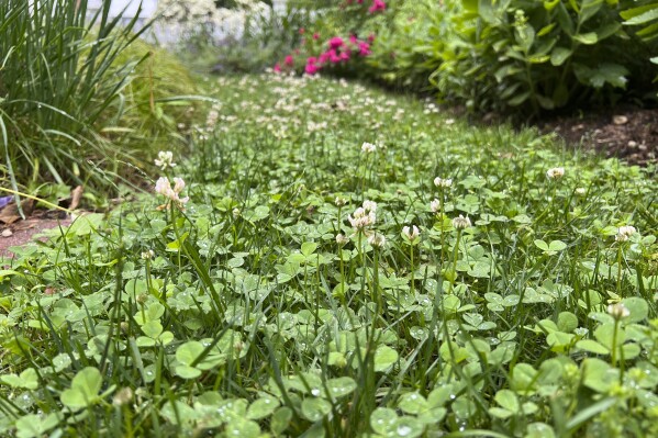 This June 9, 2025 image provided by Jessica Damiano shows blooming clover in a Long Island, New York, lawn. (Jessica Damiano via AP)