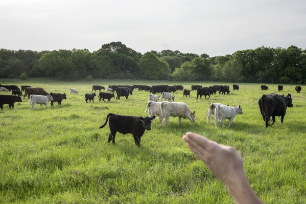 Meredith Ellis counts cattle at her ranch in Rosston, Texas, Thursday, April 20, 2023. On her 3,000-acre ranch, she ensures all the cattle are safe, decides when they should move to another pasture, and checks that the grass is as healthy as her animals. "We're looking for the sweet spot where the land and cattle help each other," Ellis says. "You want to find that balance." (AP Photo/David Goldman)
