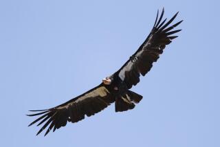 FILE - In this June 21, 2017, file photo, a California condor takes flight in the Ventana Wilderness east of Big Sur, Calif. Endangered California condors can have “'virgin births," according to a study released Thursday, Oct. 28, 2021. Researchers with the San Diego Zoo Wildlife Alliance said genetic testing confirmed that two male chicks hatched in 2001 and 2009 from unfertilized eggs were related to their mothers. Neither was related to a male.(AP Photo/Marcio Jose Sanchez, File)