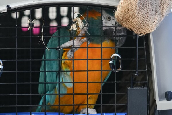 Una guacamaya barba azul se encuentra dentro de un transportador después de llegar desde Canadá, en el aeropuerto de El Alto, Bolivia, el miércoles 27 de septiembre de 2023. (AP Foto/Juan Karita)