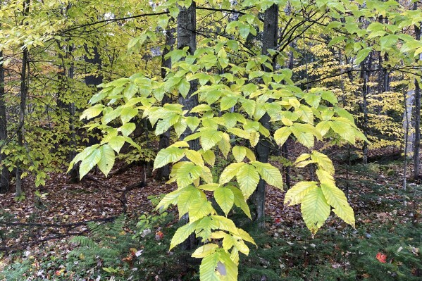 Beech trees with their fall color are shown on Friday, Oct. 20, 2023, in Marshfield, Vt. A disease that harms beech trees has been confirmed in Vermont for the first time in Vernon, in the southern part of the state. (AP Photo/Lisa Rathke)