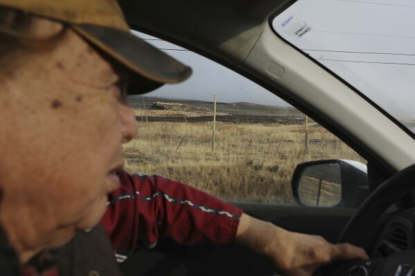 Dixon Terbasket, a syilx Okanagan wildlife technician with the Okanagan Nation Alliance from the Lower Similkameen Indian Band, drives by a fenced-off cherry orchard expansion site near Kelowna, British Columbia, on Dec. 7, 2023. Terbasket and other conservation experts are concerned that the cherry orchard's expansion is impacting the mobility of animals that use a nearby wildlife corridor in an area under threat from urban sprawl and other development. (Aaron Hemens/IndigiNews via AP)