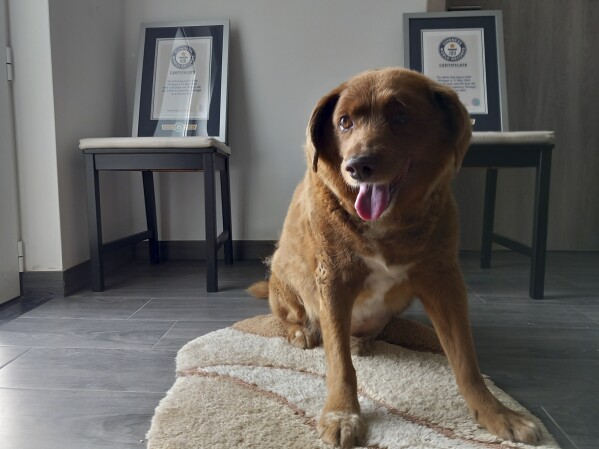 Bobi, a purebred Rafeiro do Alentejo Portuguese dog, poses for a photo with his Guinness World Record certificates for the oldest dog, at his home in Conqueiros, central Portugal, Saturday, May 20, 2023. Bobi's owner said Monday, Oct. 23, 2023, that he passed away Saturday at 31 years and 165 days of age. (AP Photo/ Jorge Jeronimo)