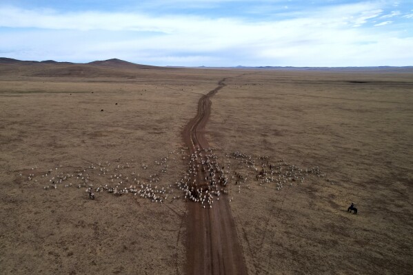 Nurmaa, the wife of herder Agvaantogtokh, undertakes a 24-kilometer (15-mile) journey with the family's livestock to a new location in the Munkh-Khaan region of the Sukhbaatar district, in southeast Mongolia, Sunday, May 14, 2023. Chronic drought plagues Mongolia. So does warming. Since 1940, the country’s government says, average temperatures have risen 2.2 degrees Celsius (nearly 4 degrees Fahrenheit) — a measure that may seem small, but for global averages, scientists say every tenth of a degree matters, and a warming world brings more weather extremes. (AP Photo/Manish Swarup)