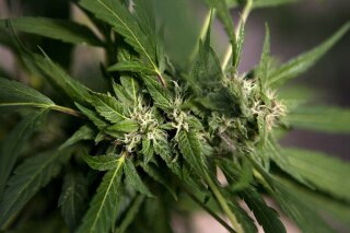 FILE - In this Nov. 1, 2012 file photo, a marijuana plant grows at Tikkun Olam medical cannabis farm, near Safed, Israel. On Sunday, Jan. 27, 2019, the Israeli Cabinet approved a law permitting the export of medical marijuana, a move the government expects will catapult investment in local industry and agriculture. The government's decision came a month after the Israeli parliament unanimously approved the decision, making Israel the third country in the world, after the Netherlands and Canada, to allow export of medical cannabis products. (AP Photo/Dan Balilty, File)