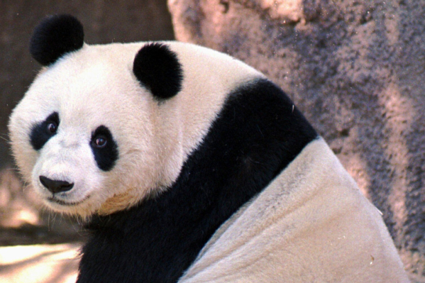 FILE - Bai Yun, the mother of newly named panda cub, Mei Sheng, gets a mouthful of bamboo during the cub's first day on display at the San Diego Zoo on Dec. 17, 2003. China is working on sending a new pair of giant pandas to the San Diego Zoo, renewing its longstanding gesture of friendship toward the United States after nearly all the iconic bears in the U.S. were returned to the Asian country in recent years amid rocky relations between the two nations. San Diego sent back its last pandas to China in 2019. (APPhoto/Lenny Ignelzi,File)