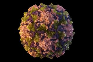 Esta ilustración de 2014, provista por los Centros para el Control y la Prevención de Enfermedades de Estados Unidos (CDC, por sus siglas en inglés), representa una partícula del virus de polio. (Sarah Poser, Meredith Boyter Newlove/CDC vía AP)