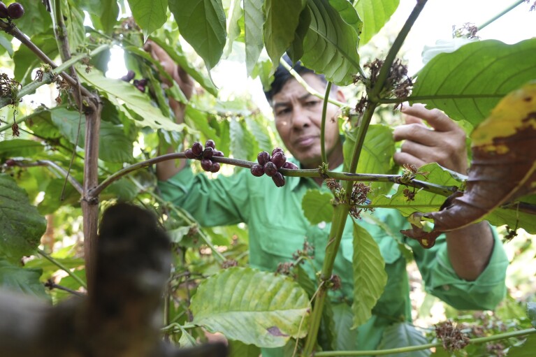 Farmer Le Van Tam tends coffee plants at a coffee farm in Dak Lak province, Vietnam on Feb. 1, 2024. New European Union rules aimed at stopping deforestation are reordering supply chains. An expert said that there are going to be "winners and losers" since these rules require companies to provide detailed evidence showing that the coffee isn't linked to land where forests had been cleared. (AP Photo/Hau Dinh)
