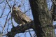 FILE - A Eurasian eagle-owl named Flaco sits in a tree in New York's Central Park, Feb. 6, 2023. Flaco, the Eurasian eagle-owl who escaped from New York City鈥檚 Central Park Zoo and became one of the city鈥檚 most beloved celebrities as he flew around Manhattan, has died, zoo officials announced Friday, Feb. 23, 2024. (AP Photo/Seth Wenig, File)