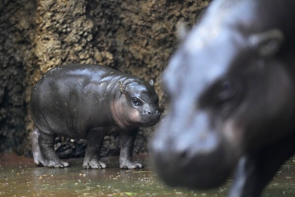 Un hippopotame pygmée mâle rare né dans un zoo tchèque -Photos