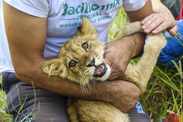 In this photo provided by www.subotica.com, a man holds a months-old lion cub after it was found wandering on a local road, near Subotica, Serbia, Thursday, Sept. 21, 2023. A months-old lion cub was taken to a zoo in northern Serbia on Thursday after it was seen wandering on a local road, officials and media said. The female cub, found on the outskirts of Subotica, a town near the border with Hungary, was malnourished and weak, said Sonja Mandic, from the Palic Zoo, which took in the cub. (www.subotica.com via AP)