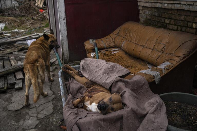 FILE - A dog passes near another dog that was killed in the courtyard of a house in Bucha, on the outskirts of Kyiv, Ukraine, Tuesday, April 5, 2022. (AP Photo/Rodrigo Abd, File)