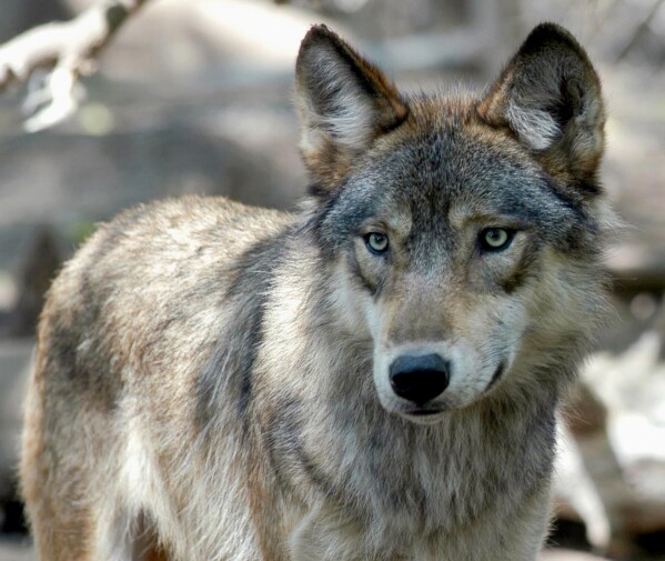 FILE - A gray wolf is pictured on July 16, 2004, at the Wildlife Science Center in Forest Lake, Minn. Fifty years after the Endangered Species Act took effect, environmental advocates and scientists say the law is as essential as ever. Habitat loss, pollution, climate change and disease are putting an estimated 1 million species worldwide at risk. (AP Photo/Dawn Villella, File)