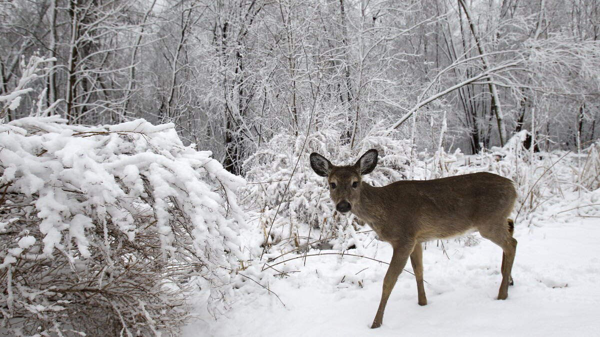 Hunters killed nearly 18% fewer deer this year in Wisconsin's nine