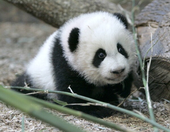 FILE - Mei Lan, a giant panda born at Zoo Atlanta Sept. 6, 2006, explores her new habitat during a preview for the media Jan. 12, 2007, in Atlanta. (AP Photo/John Bazemore, File)