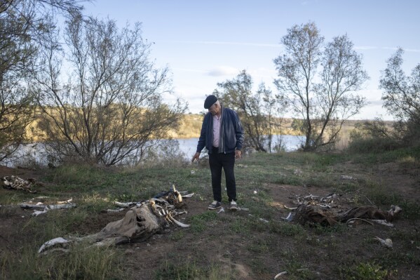 Mimoun Nadori points to his dead cattle which he believes died from drinking Moulouya River's salty water, in Nador, north of Morocco, Friday, March 8, 2024. (AP Photo/Mosa'ab Elshamy)