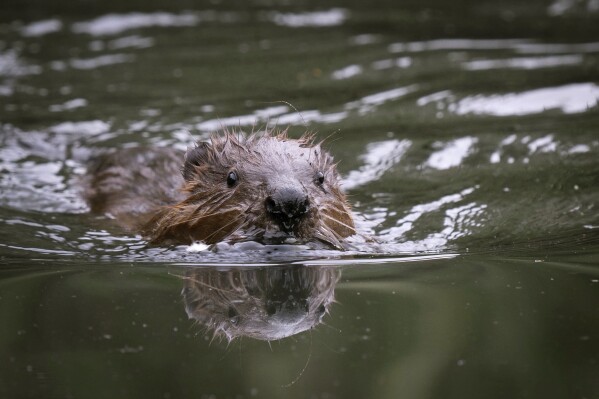 One of a family of beavers released at Paradise Fields swims, in Ealing, London, Wednesday, Oct. 11, 2023. Environmentalists and London’s mayor have helped beavers return to the British capital for the first time in some 400 years in a bid to improve London’s biodiversity. London mayor Sadiq Khan helped release a family of beavers into a wetland area in Ealing, west London, on Wednesday. (James Manning/PA via AP)