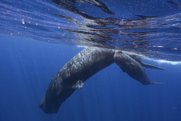 A sperm whale and her calf swim off the coast of Dominica in March 2024. In a study published Tuesday, May 7, in the journal Nature Communications, scientists studying the sperm whales that live around the Caribbean island have described for the first time the basic elements of how they might be talking to each other, in an effort that could one day help us to better protect them. (Samuel Lam via AP)