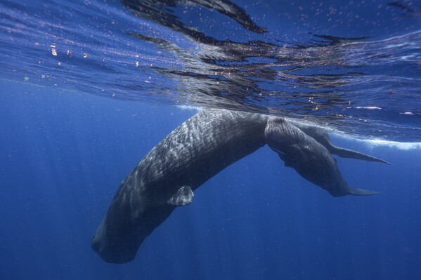 Ein Pottwal und sein Kalb schwimmen im März 2024 vor der Küste von Dominica. In einer am Dienstag, 7. Mai, in der Fachzeitschrift Nature Communications veröffentlichten Studie beschreiben Wissenschaftler, die Pottwale untersuchen, die rund um die Karibikinsel leben, zum ersten Mal grundlegende Eigenschaften im Zusammenhang mit wie sie miteinander reden, in einem Bemühen, das ... eines Tages dazu beitragen kann, dass wir sie besser schützen.  (Samuel Lamm über AP)