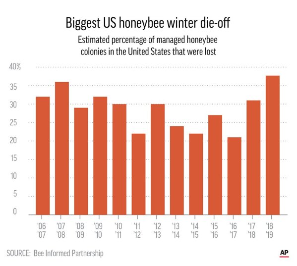 Nearly 40% decline in honey bee population last winter 'unsustainable,'  experts say - ABC News