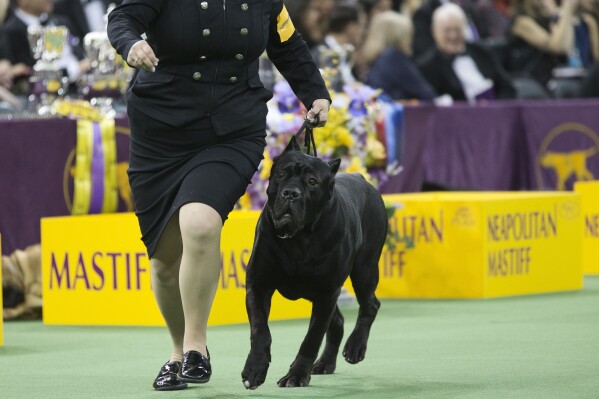FILE - A cane corso competes at the 140th Westminster Kennel Club dog show, Tuesday, Feb. 16, 2016, at Madison Square Garden in New York. French bulldogs remained the United States' most commonly registered purebred dogs last year, according to American Kennel Club rankings released Wednesday, March 20, 2024. The cane corso is now 16th in the rankings. (AP Photo/Mary Altaffer, File)