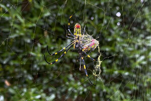 Recluse Spiders at University of Michigan Cause Brief Library Closure - The  New York Times