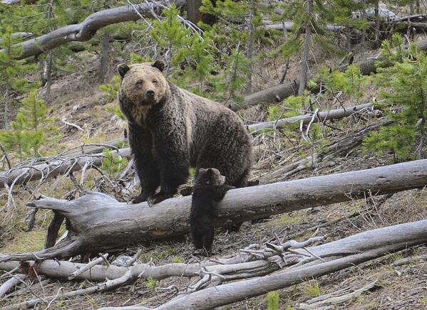 Are There Grizzly Bears in Rocky Mountain National Park?