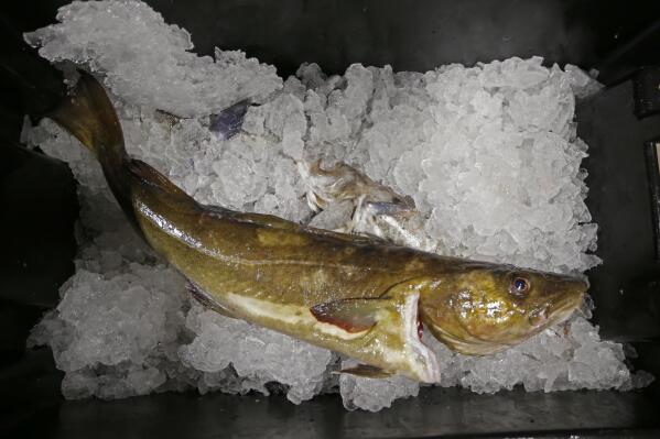 FILE- A cod fish sits on ice at the Portland Fish Exchange, in Portland, Maine. A U.S. ban on seafood imports from Russia over its invasion of Ukraine was supposed to sap billions of dollars from Vladimir Putin’s war machine. But shortcomings in import regulations means that Russian-caught pollock, salmon and crab are likely to enter the U.S. anyway, by way of the country vital to seafood supply chains across the world: China. (AP Photo/Robert F. Bukaty, File)