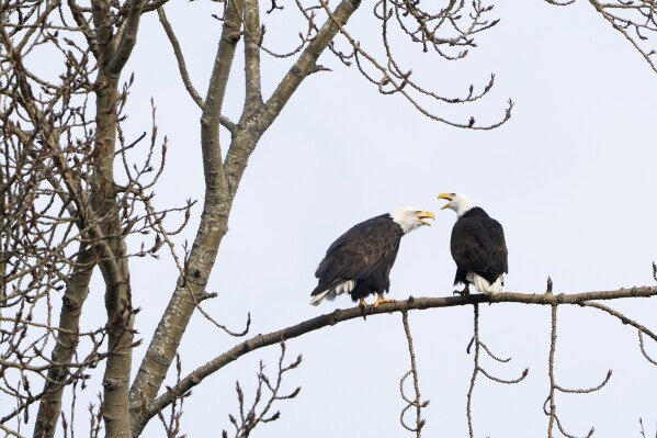 A pair of bald eagles call out while resting on a tree next to Union Bay, Jan. 16, 2024, in Seattle. (AP Photo/Lindsey Wasson, File)