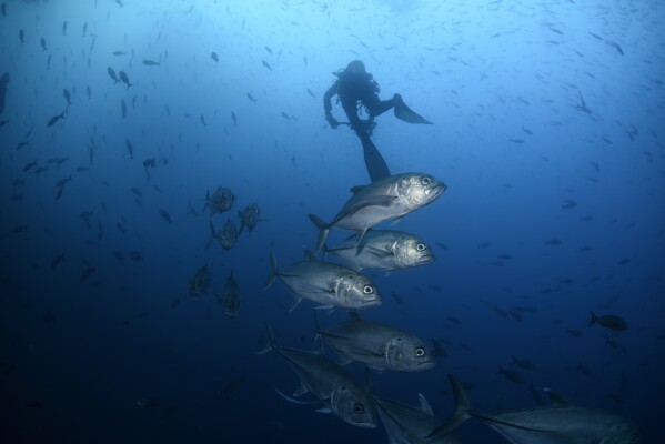 Bigeye trevally fish swim against the current at Wolf Island, Ecuador in the Galapagos on Monday, June 10, 2024. (AP Photo/Alie Skowronski)